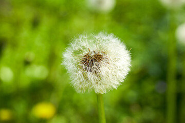 Close-up of lush dandelions growing in the garden