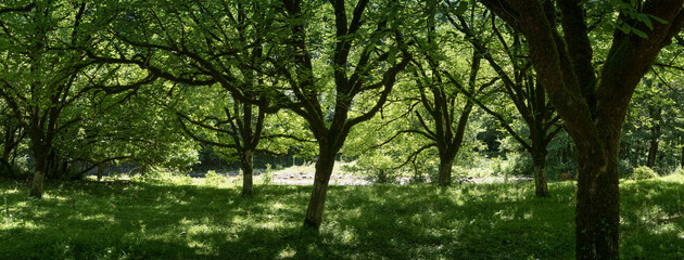 Deciduous forest with fluffy green grass panorama. Bright sunny day.