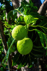 Breadfruit of the Caribbean