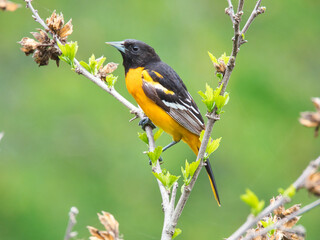 Male Baltimore Oriole Bird in Early Spring Perched on Newly Budding Branch
