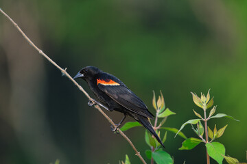Male Red-Winged Blackbird on a Small Branch in a Field