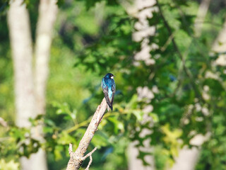 Male Tree Swallow Bird Isolated Perched on Dead Branch with Blue Iridescent Feathered Back Showing