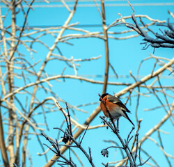 a bright red bullfinch sits on a branch in winter