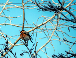 a bright red bullfinch sits on a branch in winter