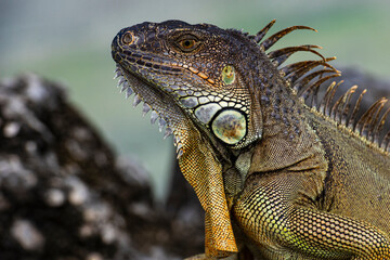 Iguana lizard on a stone. Iguana is a lizard reptile in the Iguana in the iguana family. And in the subfamily Iguanidae.