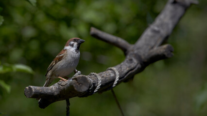 sparrow sitting on a branch on a green background