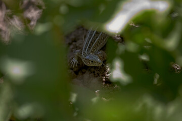 A lizard peering through a hollow leaf.