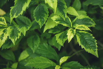 Dark green leaf texture, Natural green leaves using as nature background wallpaper or tropical leaf cover page 