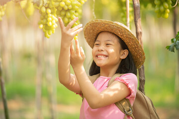 happy asian girl traveling backpacker, asian traveler standing in beautiful vineyards in autumn harvest with freshly grapes. Vineyards at sunset in autumn harvest. Ripe grapes in fall.
