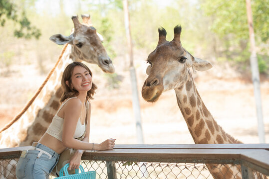 Happy young woman smiling with perfect smile feeding giraffe in zoo. Tourist girl enjoying a trip with cute giraffe and animals safari park on warm summer day in wild animals zoo park.