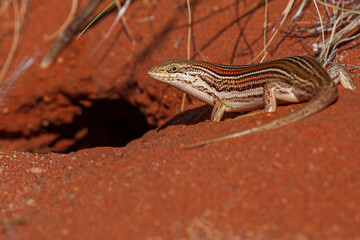 Namibian Skink capture bathing in the morning sunlight