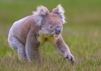 Fototapeta premium Australian Koala in a rare capture moving from tree to tree in kangaroo Island.