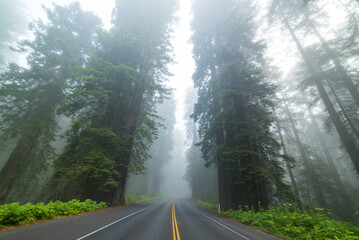 Drive Through the Redwoods