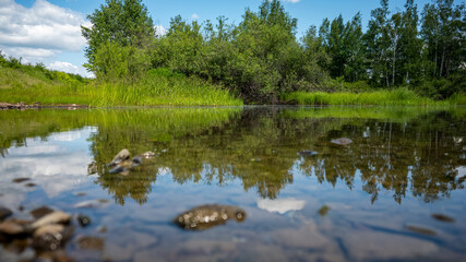 Lake, reflection of greenery. Forest lake. A beautiful colorful summer natural landscape with a lake surrounded by green foliage of trees in the sunlight in the foreground.