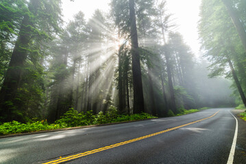 Scenic Misty Redwoods