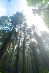 Misty Redwood Morning