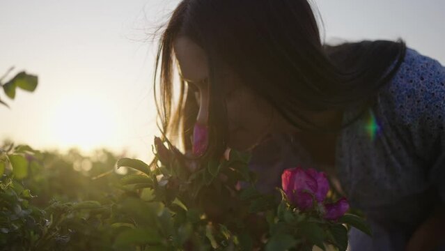 Attractive brunette with loose hair backlit by sunset bends down to smell roses