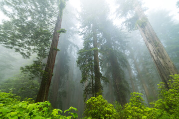 Redwoods in the Mist