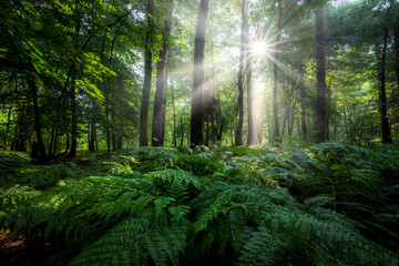 Fototapeta premium Beautiful sunny morning in green forest