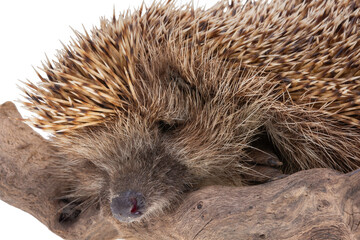 hedgehog isolated on white background