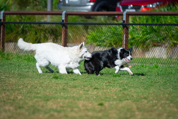 Naklejka na ściany i meble Dogs play in the park