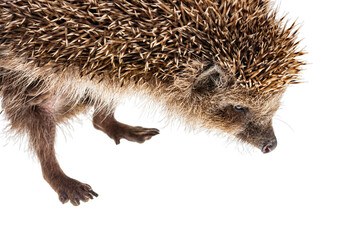 hedgehog isolated on white background