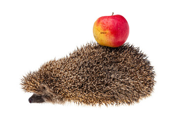 hedgehog isolated on white background
