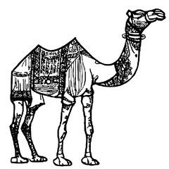 camel handrawn line islamic holiday eid al adha