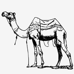 camel handrawn line islamic holiday eid al adha