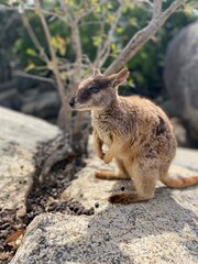 Naklejka premium Rock Walaby on the rock