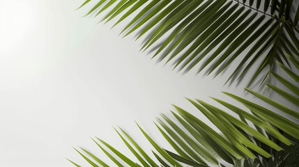 Summer green leaves of coconut palm and shadow.