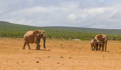 Fototapeta na wymiar Elephant Family in the wild and savannah landscape of Africa