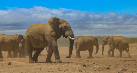 Elephant Family in the wild and savannah landscape of Africa