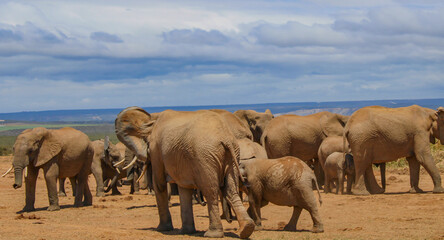 Elefanten Herde am Wasserloch in der Wildnis und Savannenlandschaft von Afrika