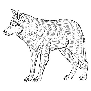 wolf sketch vector illustration