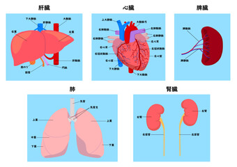 人間の主要な臓器の肝臓と心臓と脾臓と肺と腎臓の各部の名称 - obrazy, fototapety, plakaty