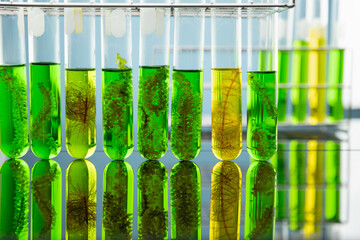 Algae fuel biofuel industry lab researching for alternative to fossil algae fuel or algal biofuel.