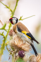 European goldfinch, feeding on the seeds of thistles. Carduelis carduelis.