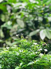 green leaves in the garden