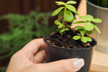 the plant in in the wooden home style brackground with copy space using as nature ads or home decoration .