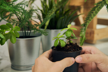 man hand planting and taking care of small green tree in door at house or home as her hobby. also spay at the plant.