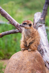 Meerkat, Suricata suricatta, on hind legs. Portrait of meerkat standing on hind legs with alert expression. Portrait of a funny meerkat sitting on its hind legs.