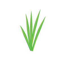 grass isolated on white