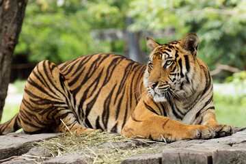 Fototapeta na wymiar Close up Bengal Tiger on the wood floor