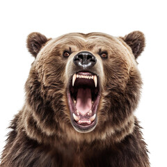 front view of ferocious looking Grizzly Bear animal looking at the camera with mouth open isolated on a transparent background  - obrazy, fototapety, plakaty