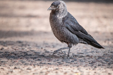 Portrait of an urban crow on the pavement, close-up.