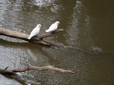 Corellas (Cacatua sanguinea) perched on logs in the Goulburn River, Victoria, Australia