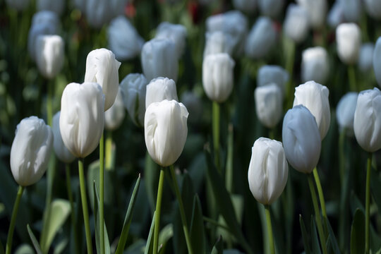 Beautiful white tulips in flower garden