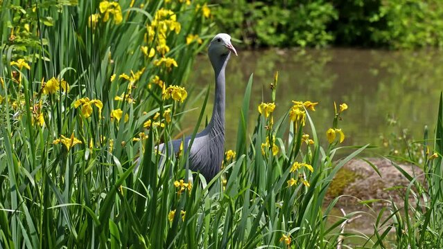 The Blue Crane, Grus paradisea, is an endangered bird specie endemic to Southern Africa. It is the national bird of South Africa