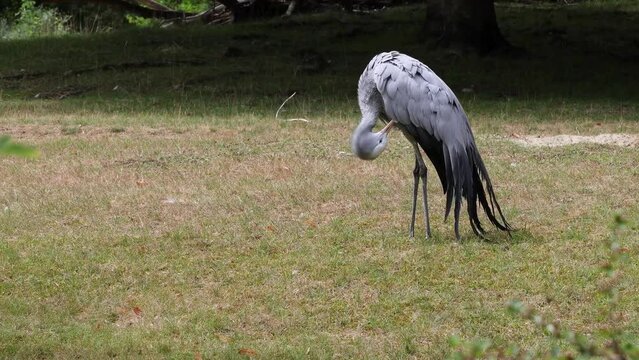 The Blue Crane, Grus paradisea, is an endangered bird specie endemic to Southern Africa. It is the national bird of South Africa